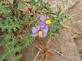 Thorny Nightshade